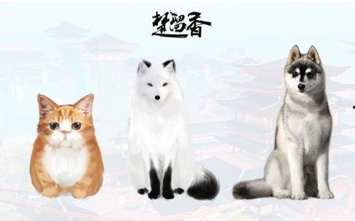 宠物大爆料视频,揭秘萌宠背后的趣味故事 第3张 宠物大爆料视频,揭秘萌宠背后的趣味故事 第3张